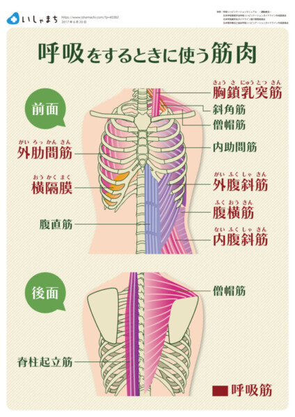 呼吸筋の筋肉