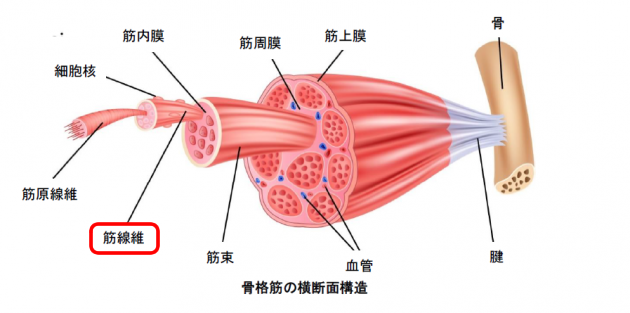 筋肉の構造