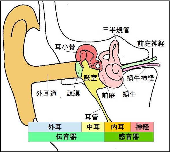 耳