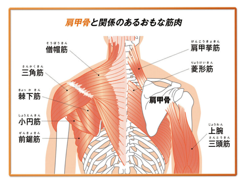 肩甲骨周辺の筋肉