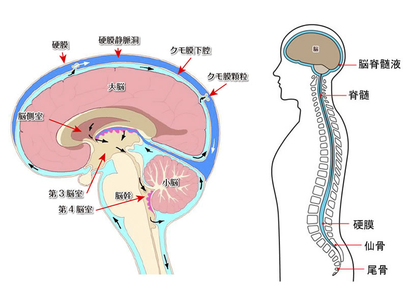 脳と脊髄