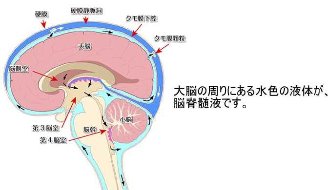 脳脊髄液